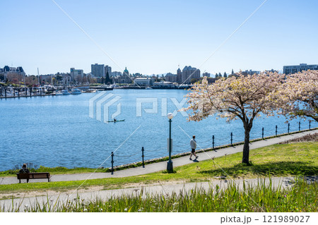 Victoria, BC, Canada - April 14 2021 : Songhees Point Park Walkway. Full bloom cherry blossom during springtime. Victoria Inner Harbour. Victoria, BC, Canada - April 14 2021 : Songhees Point Park Walkway. Full bloom cherry blossom during springtime. Victoria Inner Harbour. 121989027