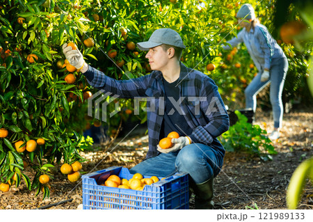 Farmer guy plucks tangerines, putting fruit in a crate 121989133