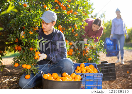 Portrait of man farmer during harvesting of tangerines at farm plantation Portrait of man farmer during harvesting of tangerines at farm plantation 121989150