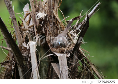 Nest of the Eastern Spotted Dove, Spotted Dove (Spilopelia chinensis) 121989225