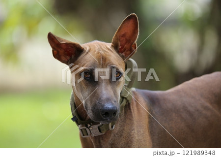 Portrait of Thai Ridgeback in the park. Selective focus. 121989348