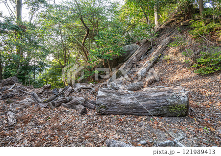 笠置山山中の切り倒された樹 京都府笠置町 笠置山山中の切り倒された樹 京都府笠置町 121989413