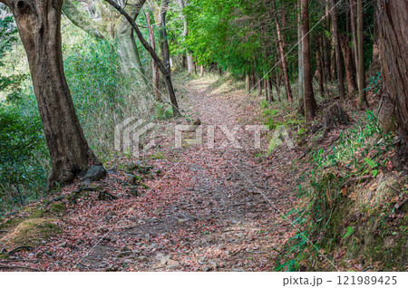 笠置山樹林風景 笠置山登山道 京都府笠置町 笠置山樹林風景 笠置山登山道 京都府笠置町 121989425