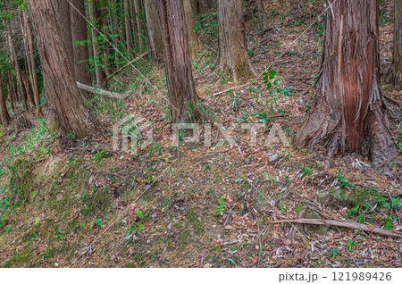 笠置山樹林風景　京都府笠置町 121989426