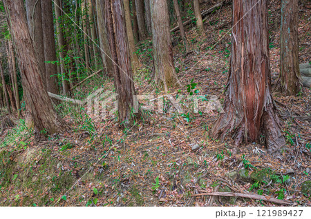 笠置山樹林風景　京都府笠置町 121989427