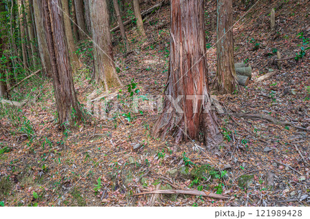笠置山樹林風景 京都府笠置町 笠置山樹林風景 京都府笠置町 121989428