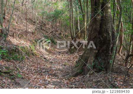 笠置山樹林風景　笠置山登山道　京都府笠置町 121989430