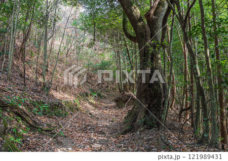 笠置山樹林風景　笠置山登山道　京都府笠置町 121989431