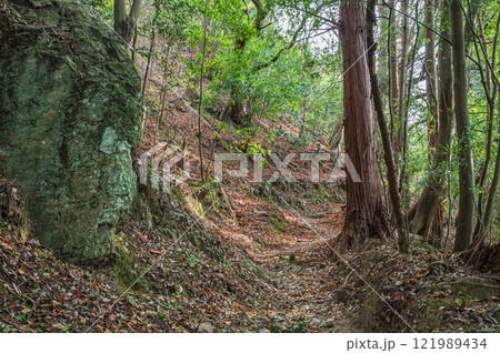 笠置山樹林風景　笠置山登山道　京都府笠置町 121989434