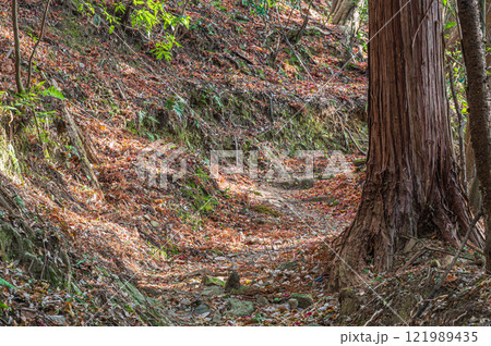 笠置山樹林風景　笠置山登山道　京都府笠置町 121989435
