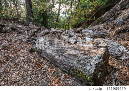 笠置山山中の切り倒された樹　京都府笠置町 121989439