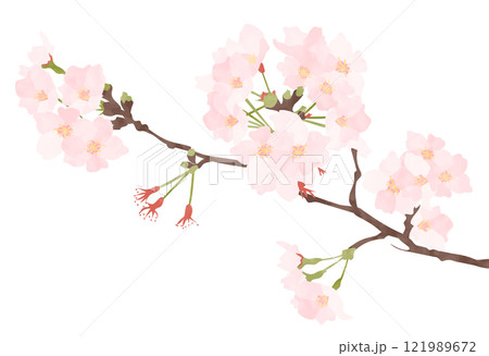 桜の花のベクターイラスト 121989672