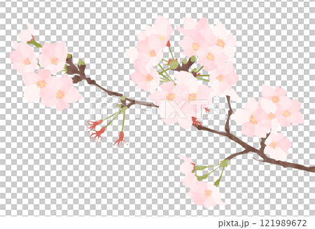 桜の花のベクターイラスト 121989672