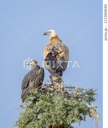 wild cinereous vulture and Eurasian griffon vulture or gyps fulvus and Aegypius monachus perch high on tree top basking sun during winter migration at desert national park jaisalmer rajasthan india wild cinereous vulture and Eurasian griffon vulture or gyps fulvus and Aegypius monachus perch high on tree top basking sun during winter migration at desert national park jaisalmer rajasthan india 121989690