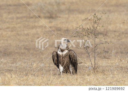 Himalayan vulture or Gyps himalayensis or Himalayan griffon vulture closeup or portrait during winter migration at desert national park jaisalmer Rajasthan India asia Himalayan vulture or Gyps himalayensis or Himalayan griffon vulture closeup or portrait during winter migration at desert national park jaisalmer Rajasthan India asia 121989692