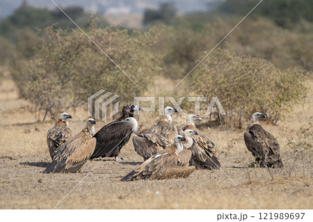 Greater spotted eagle or Clanga clanga large bird of prey at keoladeo national park or bharatpur bird sanctuary forest rajasthan india. bird of prey closeup or portrait perched on tree 121989697