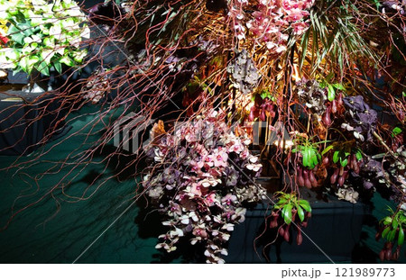 Flower arrangement of rare varieties of orchids. High quality photo Flower arrangement of rare varieties of orchids. High quality photo 121989773
