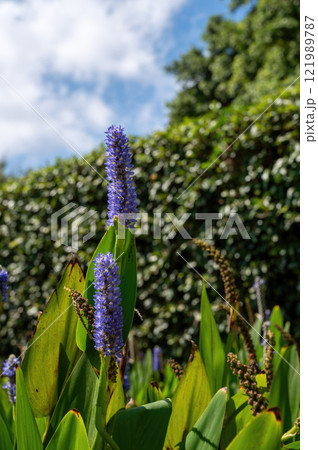 Park Ramat Hanadiv, Memorial Gardens of Baron Edmond de Rothschild, Zichron Yaakov, Israel. High quality photo Park Ramat Hanadiv, Memorial Gardens of Baron Edmond de Rothschild, Zichron Yaakov, Israel. High quality photo 121989787