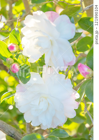 家の周りの草花　四季の色々　垣根に美しいピンクや白色の花模様が出来ました 121990104