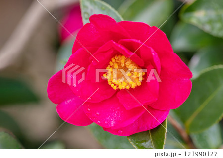 家の周りの草花 四季の色々 垣根に美しいピンクや白色の花模様が出来ました 家の周りの草花 四季の色々 垣根に美しいピンクや白色の花模様が出来ました 121990127