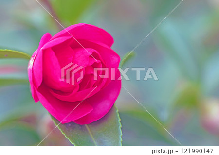 家の周りの草花　四季の色々　垣根に美しいピンクや白色の花模様が出来ました 121990147