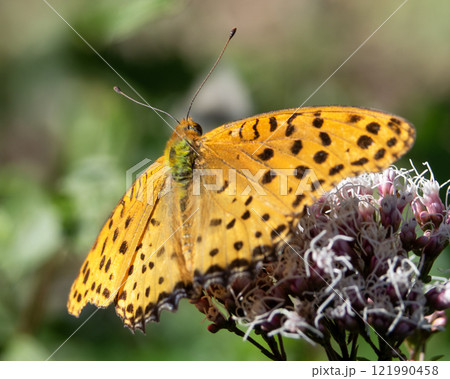 ヒョウモン蝶202400・6 ヒョウモン蝶202400・6 121990458