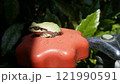 不凍栓の凹部にばっちりハマるカエル（左） 121990591