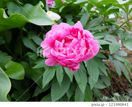 豪華な花だけに、別名も「富貴草」「富貴花」「百花王」「花王」など多数あります 豪華な花だけに、別名も「富貴草」「富貴花」「百花王」「花王」など多数あります 121990641