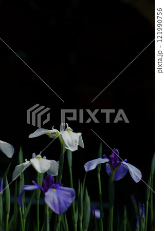 白い花菖蒲 121990756