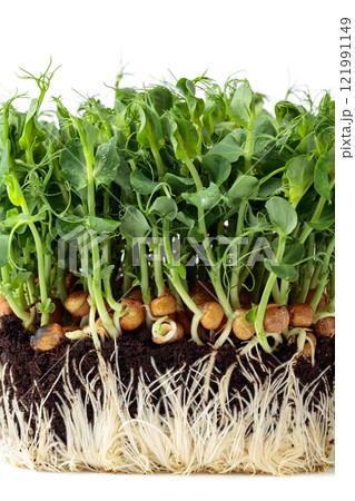 Fresh pea microgreen sprouts isolated on a white background. Fresh pea microgreen sprouts isolated on a white background. 121991149