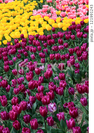 福岡県直方市「のおがたチューリップフェア」　カラフルなチューリップの花畑 121991243
