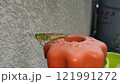 寒冷地の一軒家の不凍栓に遊びに来たバッタ（左向き） 121991272