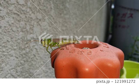 寒冷地の一軒家の不凍栓に遊びに来たバッタ（左向き） 121991272