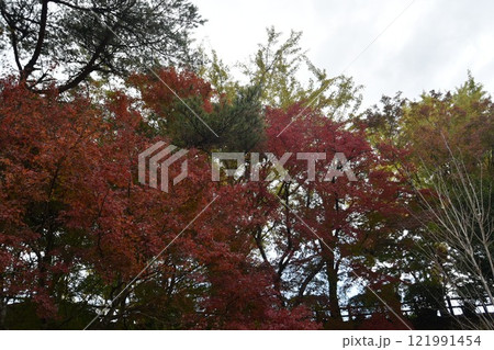 紅葉の曽木の滝 紅葉の曽木の滝 121991454