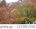 紅葉の曽木の滝 121991500