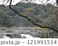 紅葉の曽木の滝 121991514
