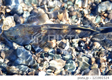 雑魚釣りをしていたら掛かったダボハゼ 雑魚釣りをしていたら掛かったダボハゼ 121991524