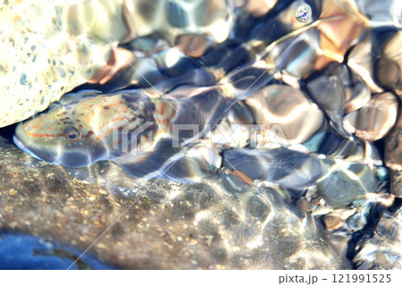 雑魚釣りをしていたら掛かったダボハゼ 雑魚釣りをしていたら掛かったダボハゼ 121991525