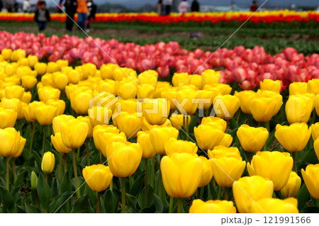 福岡県直方市「のおがたチューリップフェア」　カラフルなチューリップの花畑 121991566