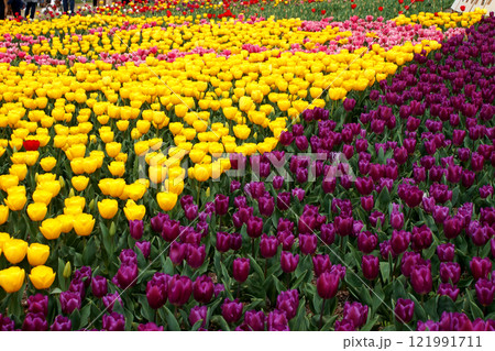 福岡県直方市「のおがたチューリップフェア」 カラフルなチューリップの花畑 福岡県直方市「のおがたチューリップフェア」 カラフルなチューリップの花畑 121991711