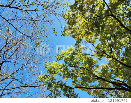 Green tree and the blue sky 121991741