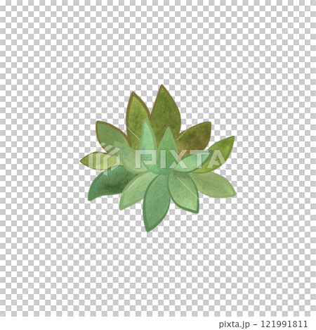 Succulent for home gardening. Plant breeding, hobby. Isolated watercolor illustration. 121991811