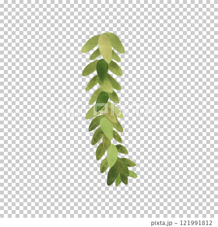Succulent for home gardening. Plant breeding, hobby. Isolated watercolor illustration. 121991812