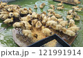 合鴨農法でお仕事に貢献するためにエサを必死に食べる合鴨のヒナ 121991914