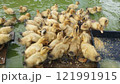 合鴨農法でエサに群がる合鴨のヒナ 121991915