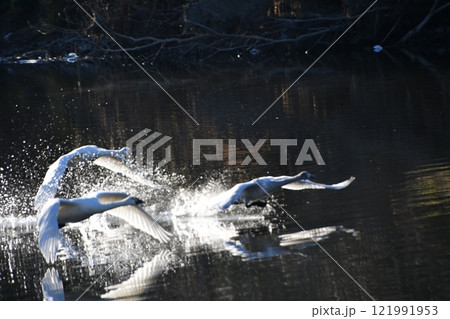 白鳥の飛び立ち 121991953