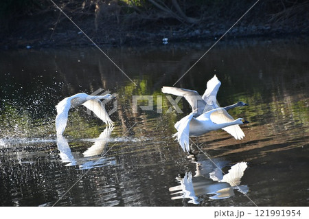 飛び立つ白鳥 121991954