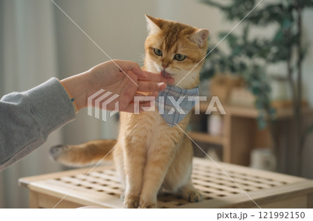 pet care concept with british cat relax and eat food in living room 121992150