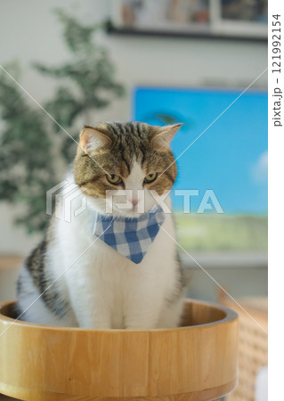 pet care concept with scottish cat relax and play in living room pet care concept with scottish cat relax and play in living room 121992154