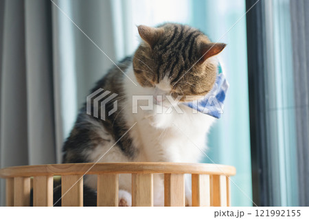 pet care concept with scottish cat relax and play in living room pet care concept with scottish cat relax and play in living room 121992155